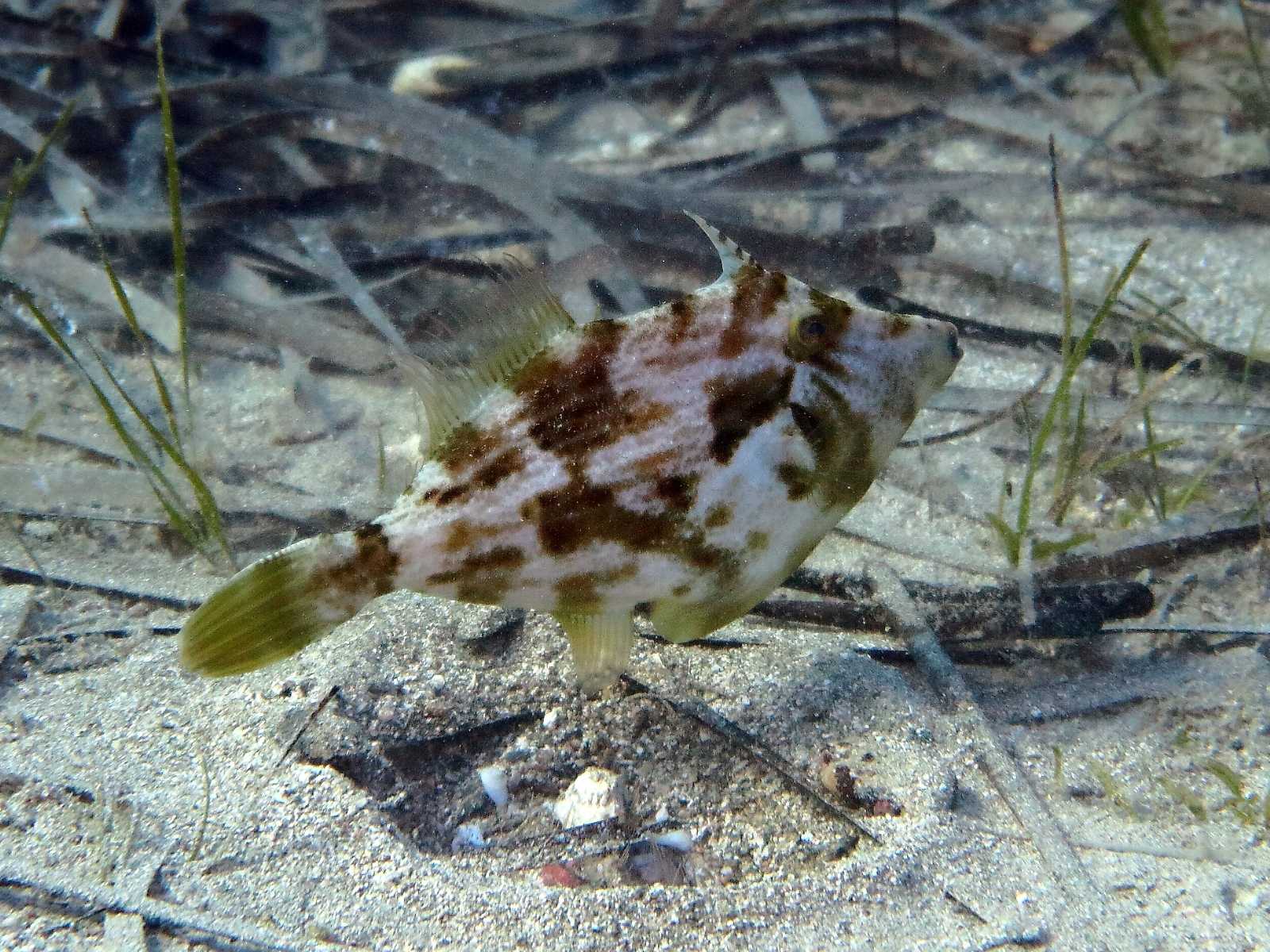 Stephanolepis diaspros (Fraser-Brunner, 1940)